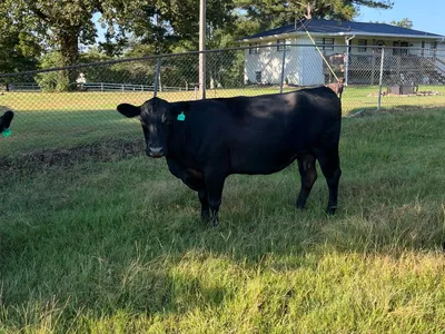cattle listing photo