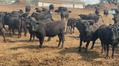 cattle listing photo