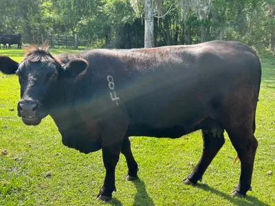 cattle listing photo