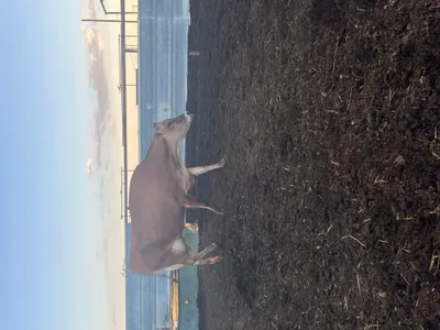 cattle listing photo