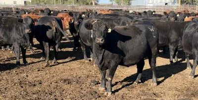 cattle listing photo