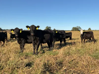 cattle listing photo