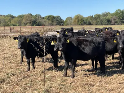 cattle listing photo