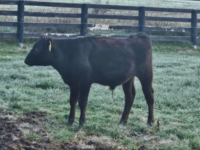 cattle listing photo