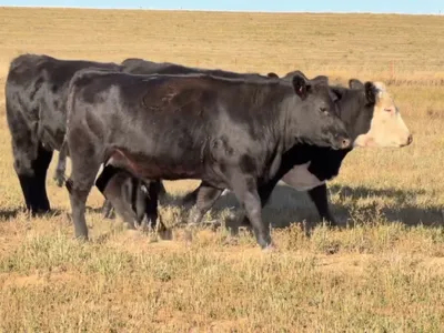 cattle listing photo