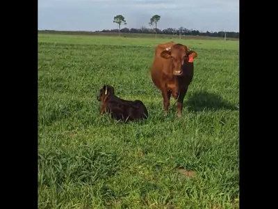 cattle listing photo
