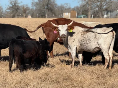 cattle listing photo