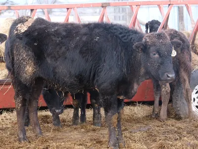 cattle listing photo