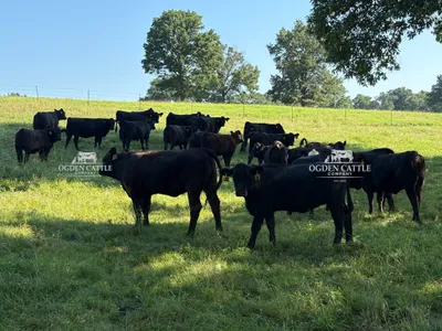 cattle listing photo