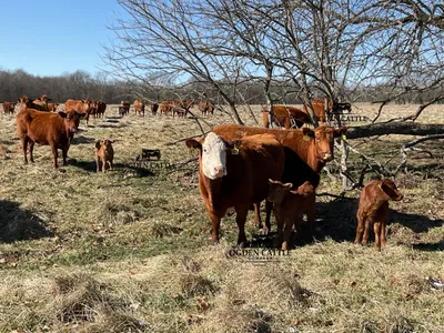 cattle listing photo