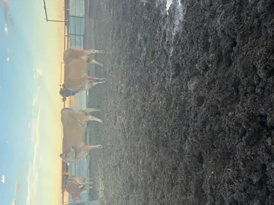 cattle listing photo