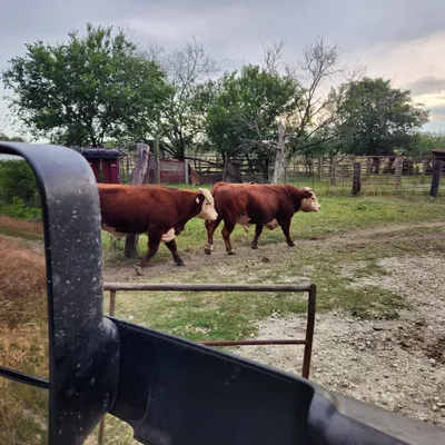 cattle listing photo