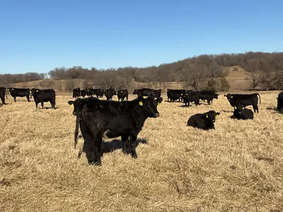 cattle listing photo