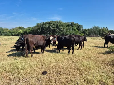 cattle listing photo