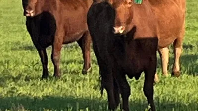 cattle listing photo