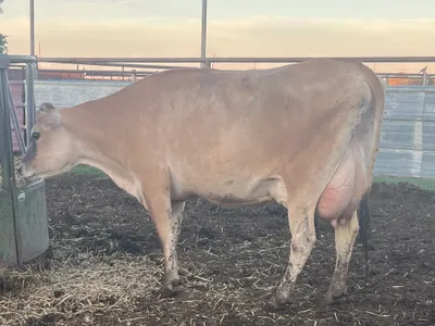 cattle listing photo