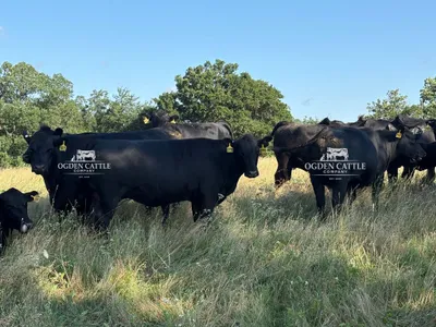 cattle listing photo