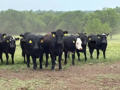 cattle listing photo