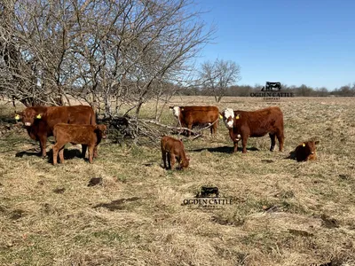 cattle listing photo