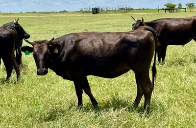 cattle listing photo