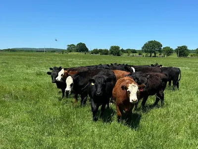 cattle listing photo