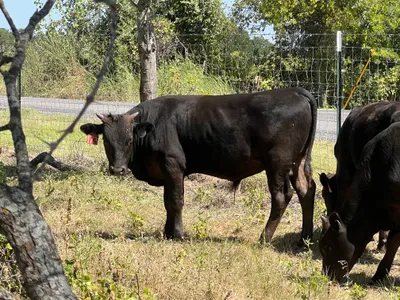 cattle listing photo
