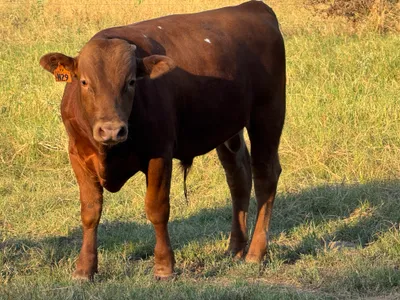 cattle listing photo