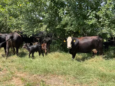 cattle listing photo