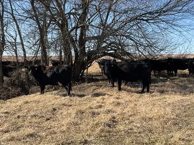 cattle listing photo