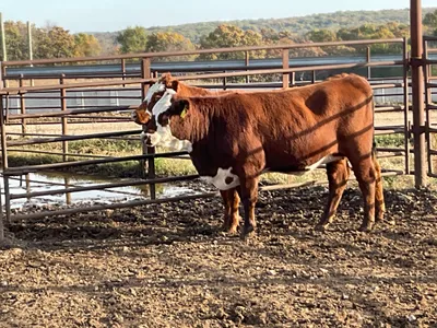 cattle listing photo
