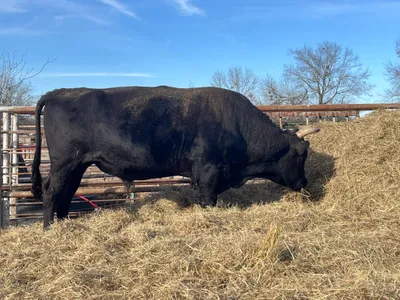 cattle listing photo
