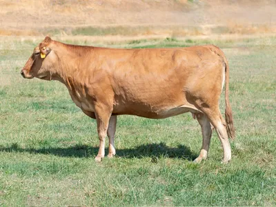 cattle listing photo