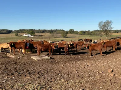 cattle listing photo