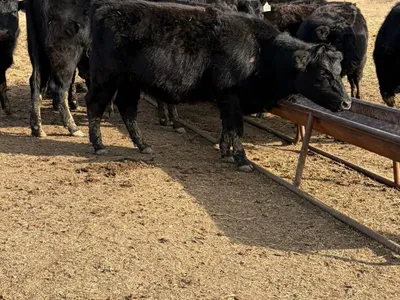 cattle listing photo