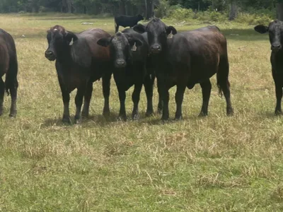 cattle listing photo
