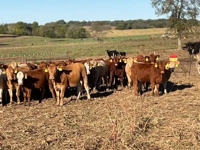 cattle listing photo