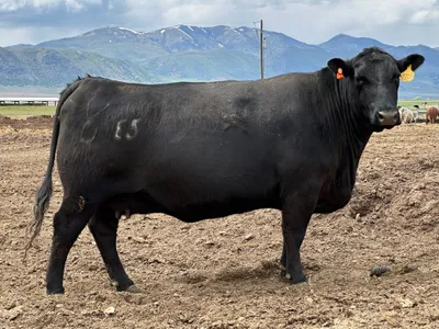 cattle listing photo