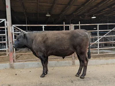 cattle listing photo