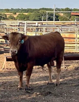 cattle listing photo