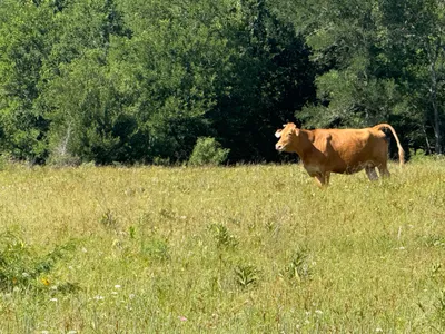 cattle listing photo
