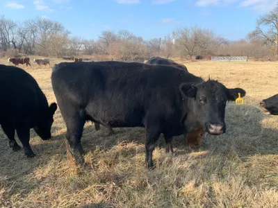 cattle listing photo