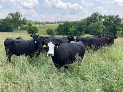 cattle listing photo