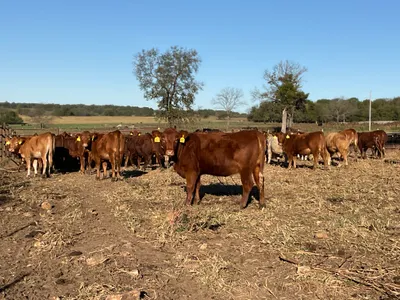 cattle listing photo