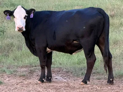 cattle listing photo
