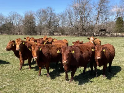 cattle listing photo