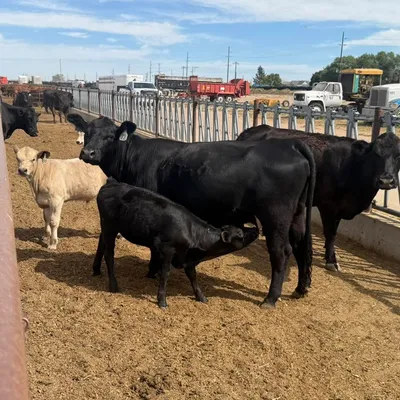 cattle listing photo