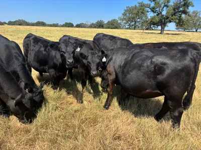 cattle listing photo