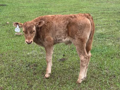 cattle listing photo