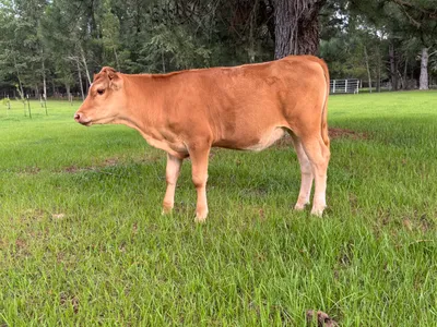 cattle listing photo
