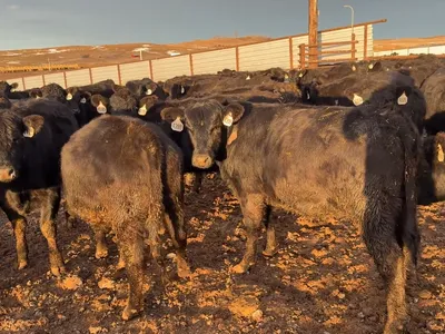 cattle listing photo